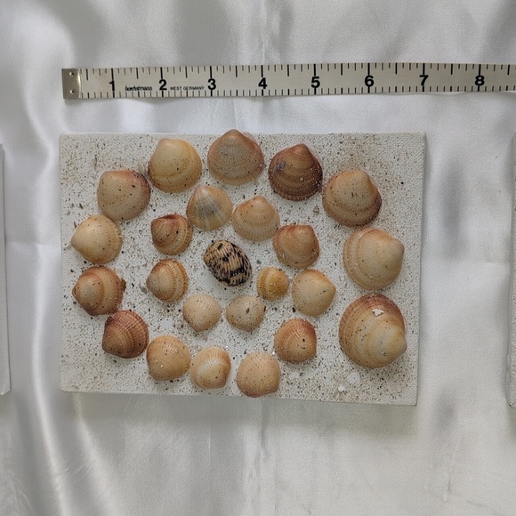 3 Pc Seashell Art, Beach Art, 3 Pieces 5x7 Wall Art, Hand Crafted Sea Shells - Picture 8 of 15